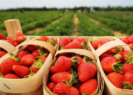 Самосбор клубники в Праге и Чехии