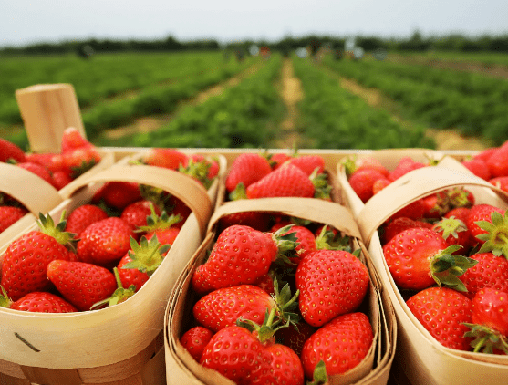 Самосбор клубники в Праге и Чехии