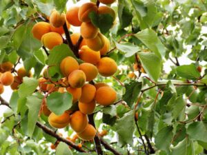 Сбор абрикос в Чехии в парке бесплатно