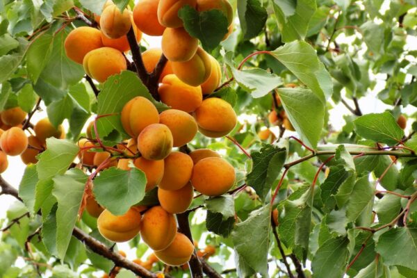 Сбор абрикос в Чехии в парке бесплатно